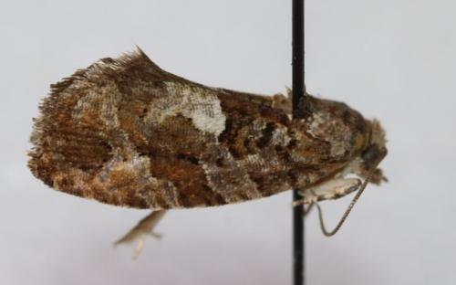 Eudemis profundana